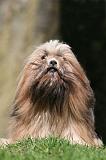LHASSA APSO 122